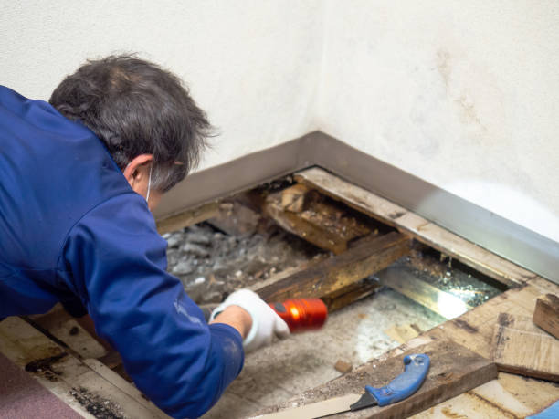 Best Attic Mold Removal  in Meridian, TX
