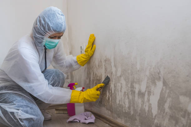 Best Office Mold Removal Services  in Meridian, TX