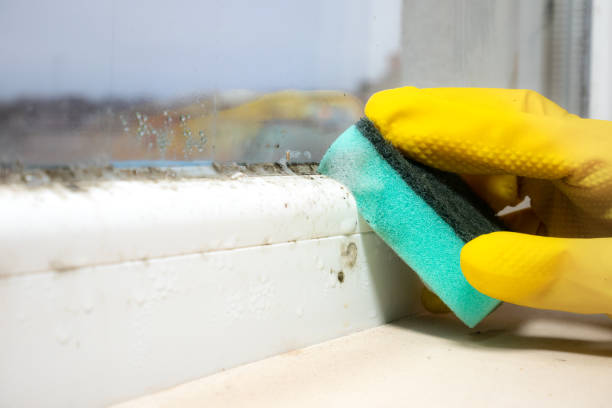 Best Mold Removal Process  in Meridian, TX