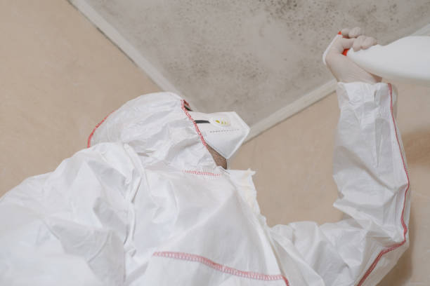 Best Certified Mold Removal  in Meridian, TX