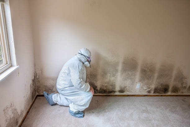 Best Office Mold Removal Services  in Meridian, TX