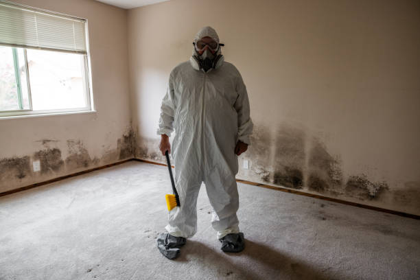 Best Attic Mold Removal  in Meridian, TX