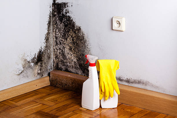 Best Local Mold Removal Service  in Meridian, TX