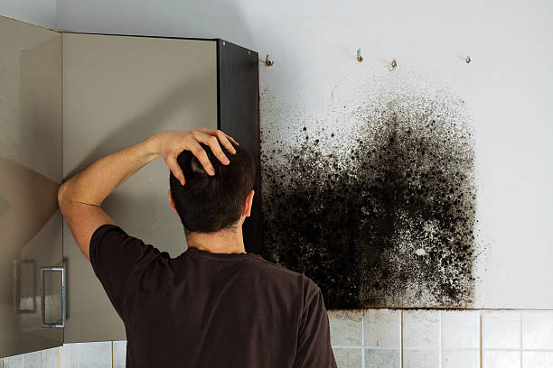 Office Mold Removal Services in Meridian, TX