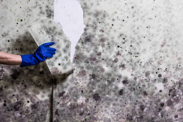 Best Affordable Mold Removal  in Meridian, TX