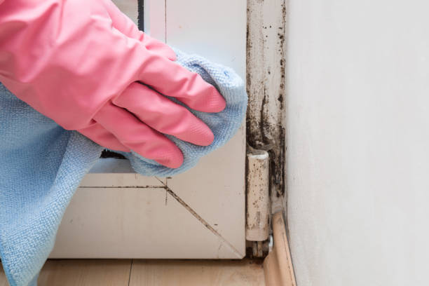 Best Commercial Mold Removal  in Meridian, TX