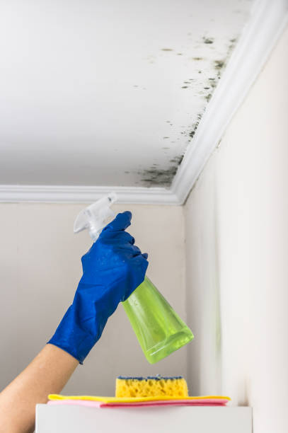 Best Affordable Mold Removal  in Meridian, TX